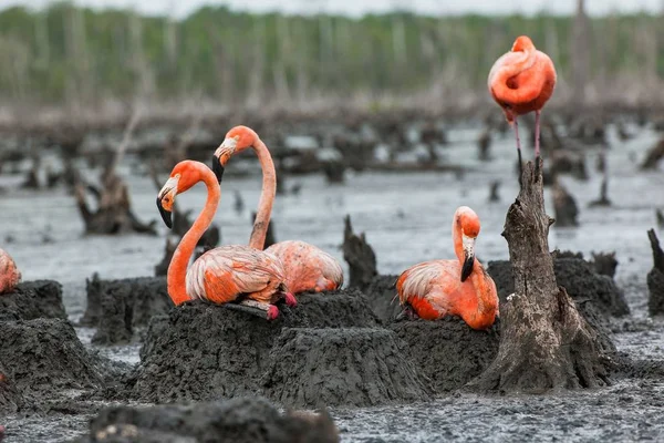 Colonia de Flamingo los nidos en — Foto de Stock