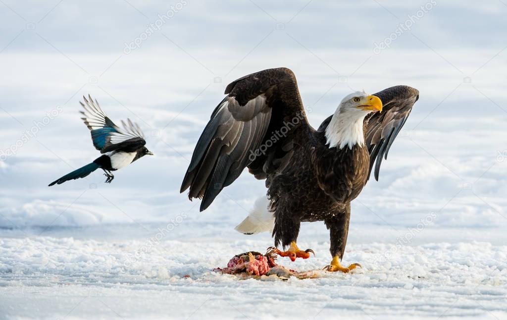 The Magpies and Bald eagle