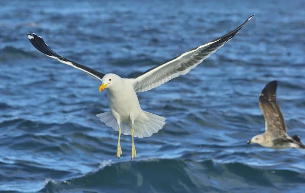 Flying Kelp burung camar — Stok Foto