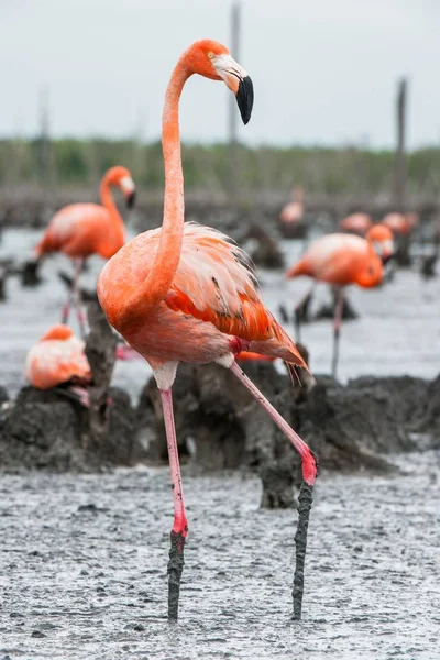 Colonia de Flamingo los nidos en — Foto de Stock