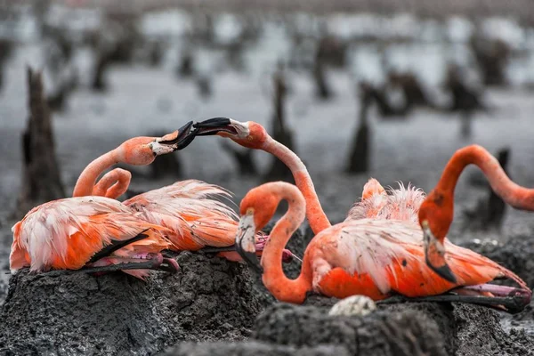 Kolonie von Flamingos auf Nestern — Stockfoto