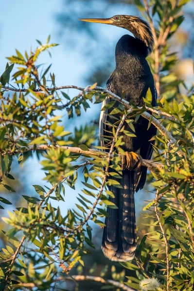 Snakebird standin op tak in Cuba jungle — Stockfoto