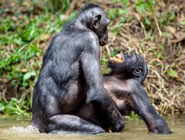 倭黑猩猩在自然栖息地 — 图库照片