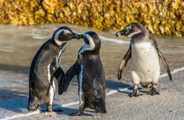 Sahilde öpüşme Afrika penguenler