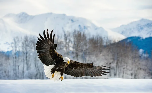 Adult Bald eagle tijdens de vlucht — Stockfoto