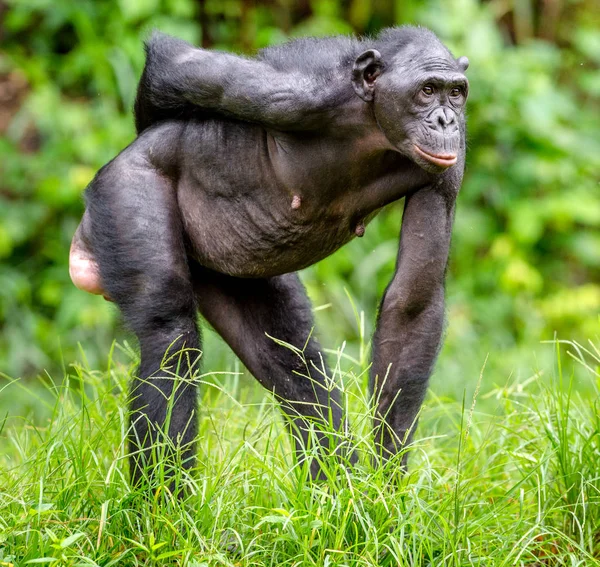 Femme adulte de Bonobo — Photo