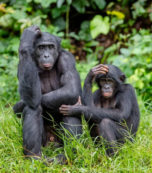 Bonobo nell'habitat naturale — Foto Stock