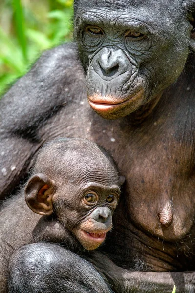 Mãe e filhote de Bonobo — Fotografia de Stock