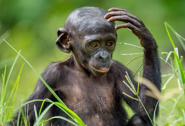 Bonobo yavrusu doğal ortamlarında portresi — Stok fotoğraf