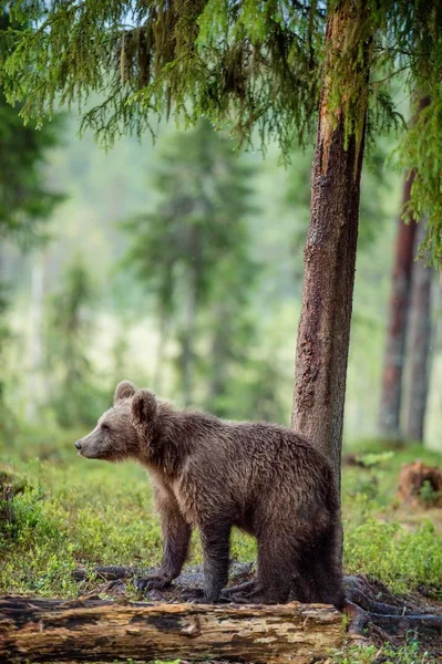 Giovane orso bruno selvatico — Foto Stock