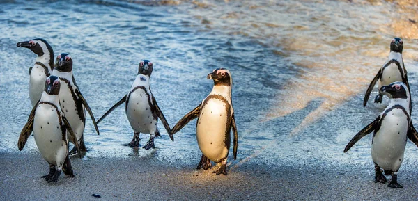 Pinguins africanos saindo do oceano — Fotografia de Stock