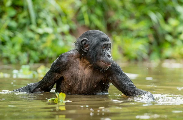 Bonobo i vatten i naturliga livsmiljö — Stockfoto