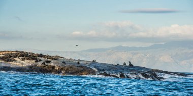 Ortada yanlış Bay Seal Adası 