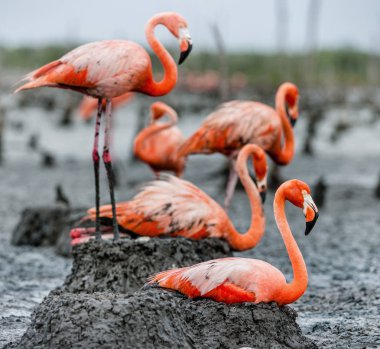 Colony of Flamingos the on nests clipart