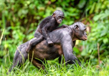 Bonobo Cub on the mother's back clipart