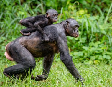 Annenin sırtına bonobo yavrusu