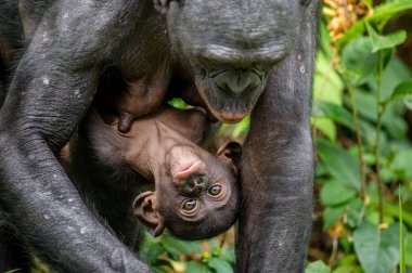 Mother and Cub of Bonobo