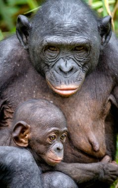 Anne ve yavrusu, Bonobo