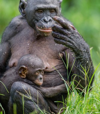 Anne ve yavrusu, Bonobo