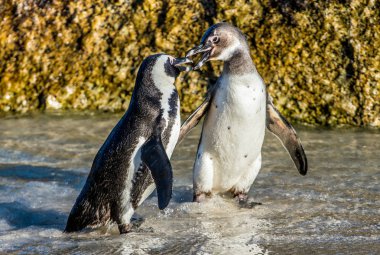Sahilde öpüşme Afrika penguenler