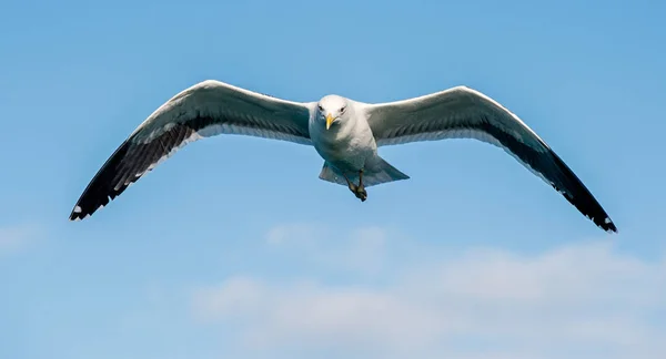 Flying  Adult Kelp gull — Stock Photo, Image