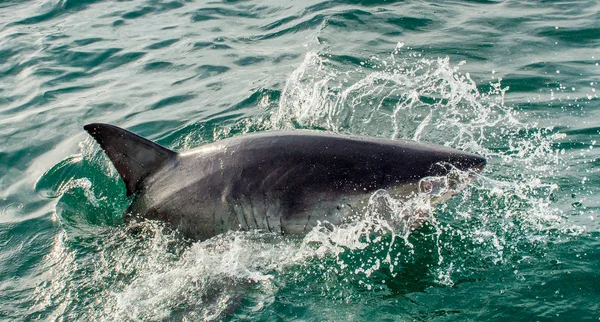 Great White Shark in ocean water