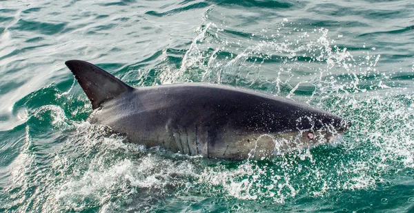 Gran tiburón blanco en el agua del océano — Foto de Stock