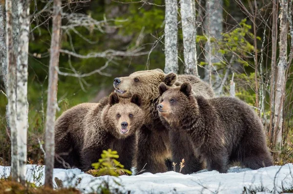 Ursa e filhotes de urso — Fotografia de Stock