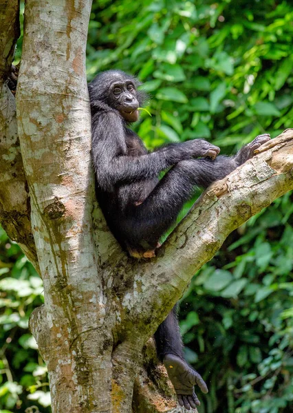 Куб Бонобо на дереве — стоковое фото