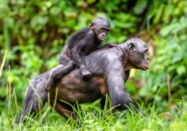 Bonobo Cub nas costas da mãe — Fotografia de Stock