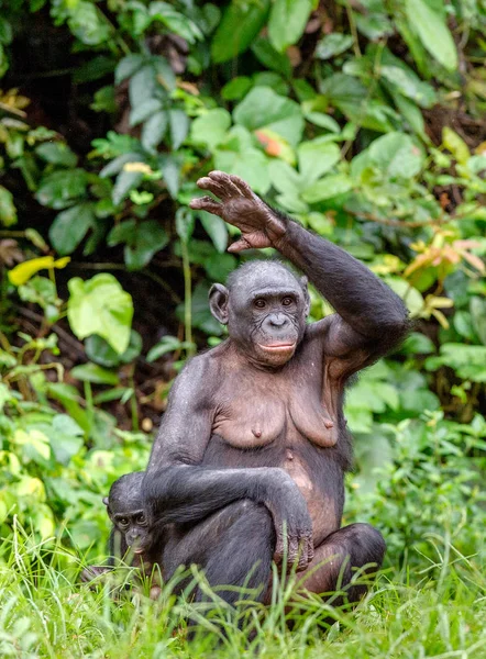 Erwachsenes Bonobo-Weibchen — Stockfoto