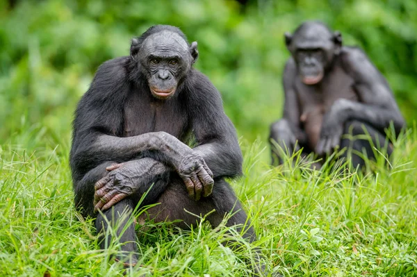 Erwachsenes Bonobo-Weibchen — Stockfoto