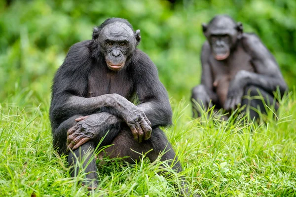 Adult hona av Bonobo — Stockfoto