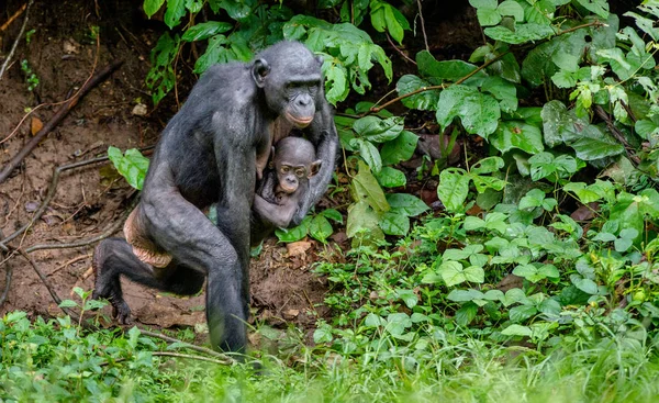 倭黑猩猩幼仔的母亲 — 图库照片