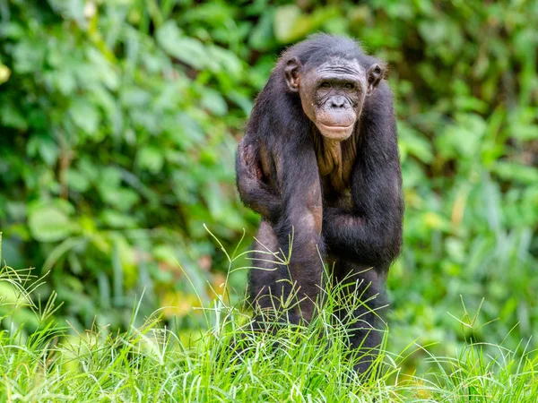 Ενήλικο θηλυκό των Bonobo — Φωτογραφία Αρχείου