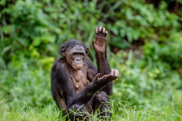 Взрослая женщина Бонобо — стоковое фото