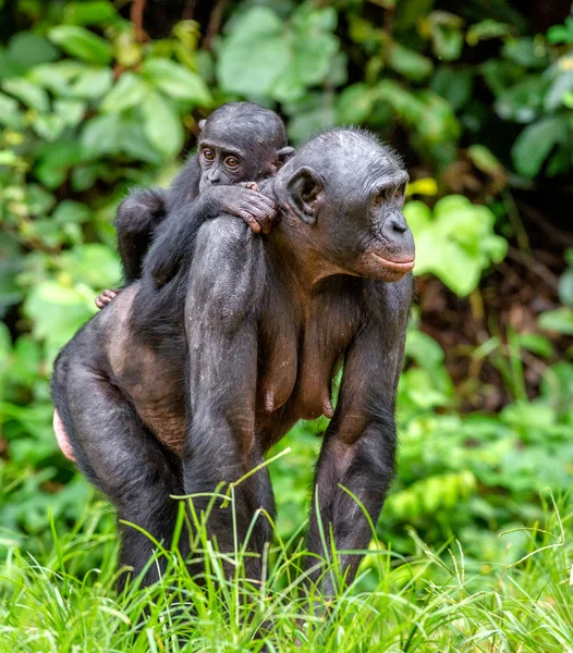 Bonobo mládě na zádech matky — Stock fotografie