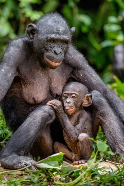 Máma a mládě Bonobo — Stock fotografie