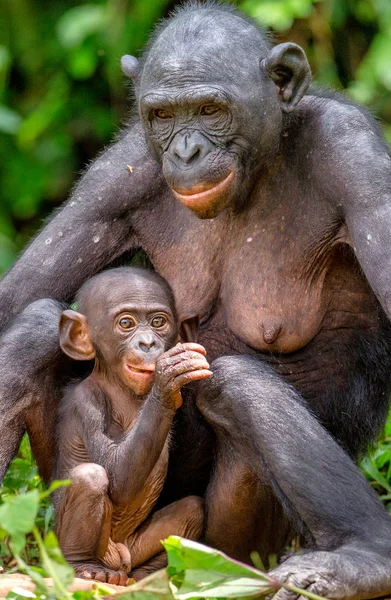 Madre y cachorro de Bonobo — Foto de Stock