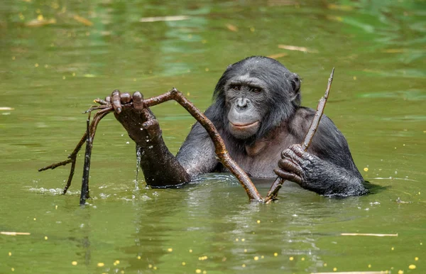 Bonobo in water in natuurlijke habitat — Stockfoto