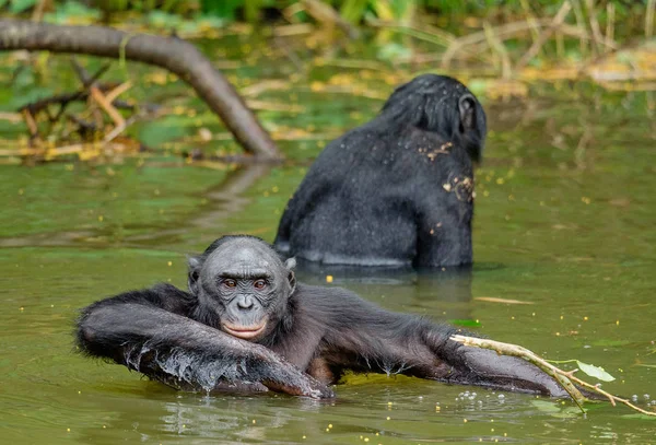 Bonobo in water in natural habitat — Stock Photo, Image