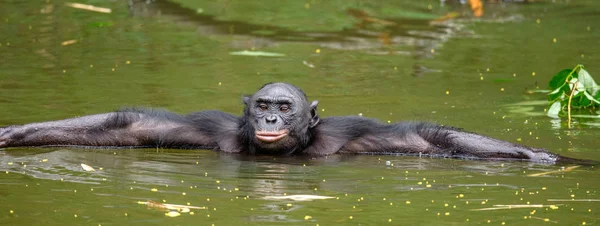 Bonobo in acqua in habitat naturale — Foto Stock