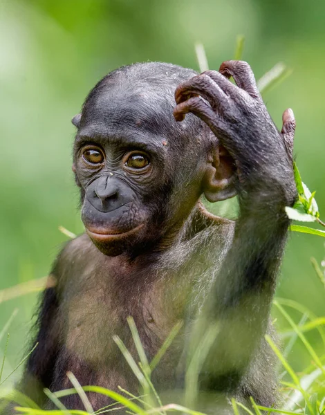 Porträt von Bonobo-Jungtieren in natürlichem Lebensraum — Stockfoto
