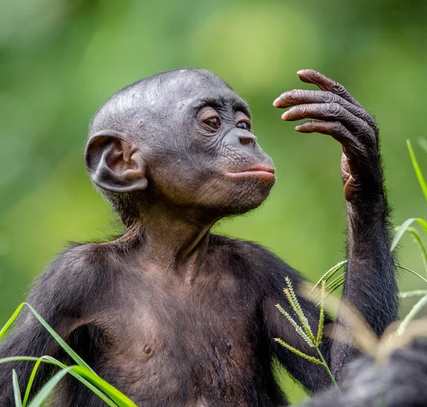 Portrait of Bonobo Cub in natural habitat — Stock Photo, Image