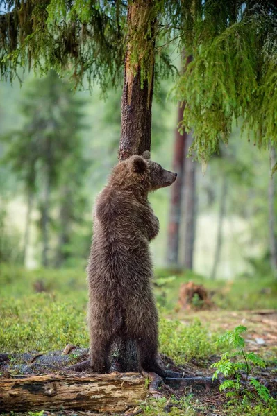 少年的棕色的熊站在妨碍腿 — 图库照片