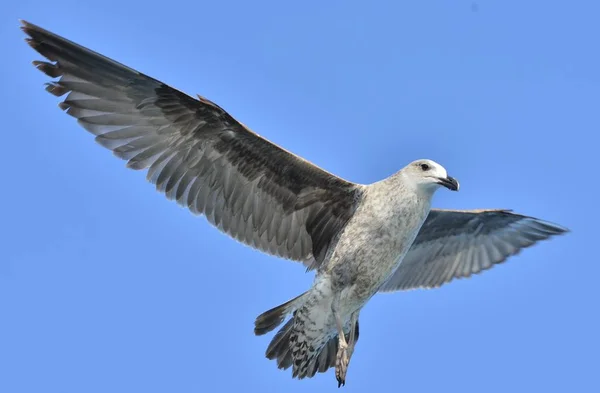 Flygande vuxna Kelp mås — Stockfoto