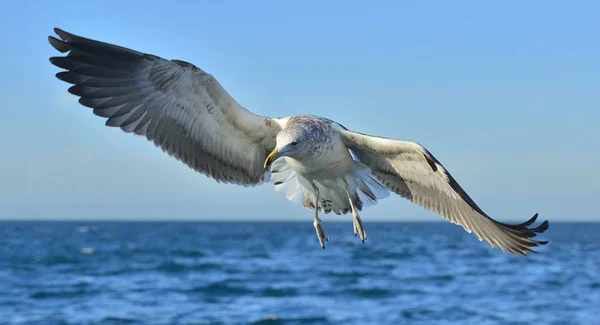 Flying Adult Kelp gull — Stock Photo, Image