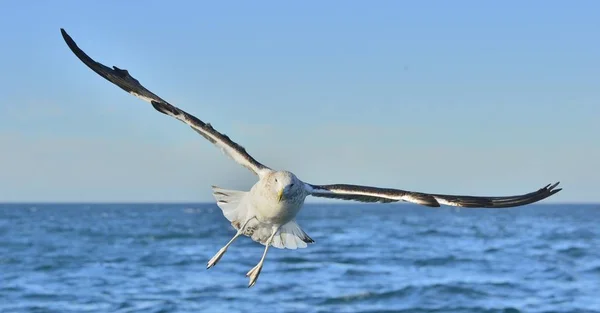 Fliegende Seetangmöwe — Stockfoto