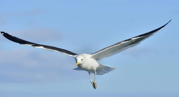 Flying Adult Kelp gull — Stock Photo, Image