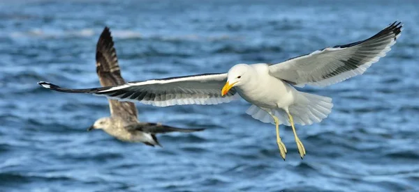 Vliegende volwassen Kelp meeuwen — Stockfoto